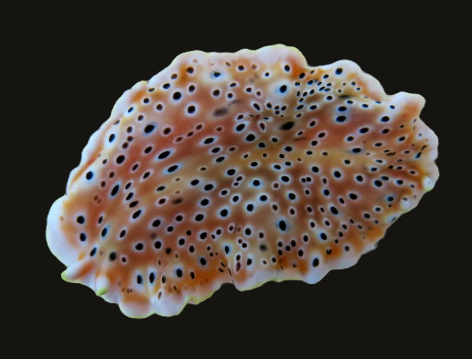 Pseudoceros nigropunctatus